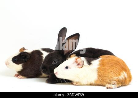 Joli petit lapin noir rex et cochon d'inde isolé sur fond blanc Banque D'Images