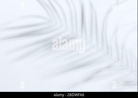 Motif des feuilles de plantes ombres floues sur fond de mur blanc Banque D'Images