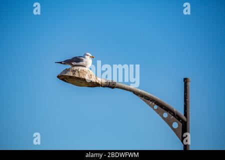 Un seul mouette prend un peu de repos sur la sale lumière de rue, en regardant à droite. Ciel bleu clair et journée d'hiver ensoleillée au lac de Vistonida, Porto Lagos, région de Xanthi, Grèce du Nord Banque D'Images