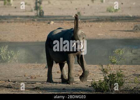 Jeune éléphant, Loxodonta africana, trompetting, camp Talamati Bushveld, parc national Kruger,Province de Mpumalanga, Afrique du Sud, Afrique Banque D'Images