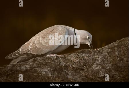 Colombe (Streptopelia decaocto) assise sur une roche dans la nature et manger des aliments pour oiseaux, isolée sur un fond brun Banque D'Images