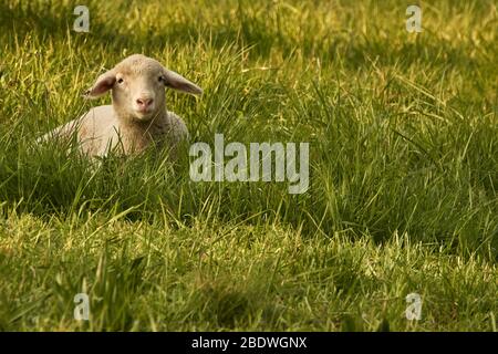 Un petit agneau éclairé par le soleil est couché sur l'herbe lors d'une belle journée de printemps Banque D'Images