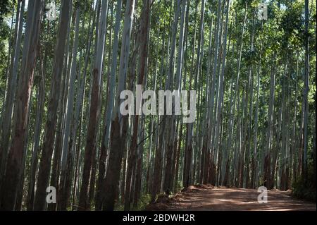 Eucalyptus, Eucalyptus globulus, route forestière, Agatha, district de Tzaneen,Province de Limpopo, Afrique du Sud Banque D'Images