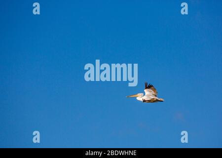 Incroyablement beau grand dalmate simple pélican voler avec grande étendue d'ailes. Ciel noir d'hiver clair au-dessus de Porto Lagos, dans le nord de la Grèce. Moment pittoresque de la nature gelée Banque D'Images