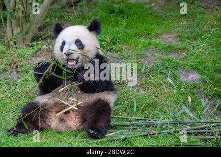 Jeune panda géant mangeant du bambou dans l'herbe, portrait Banque D'Images