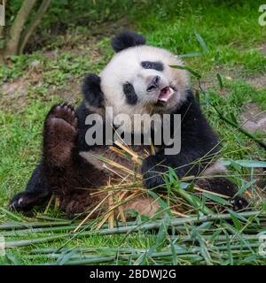 panda se rayant la tête, drôle d'attitude Banque D'Images