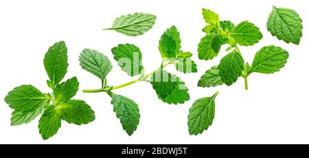 Feuilles de mélisse en chute, baumes de citron isolés sur fond blanc Banque D'Images