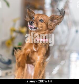 Isolé gros plan d'un chien de cheveux rouge sautant avec un arrière-plan flou de haute clé Banque D'Images