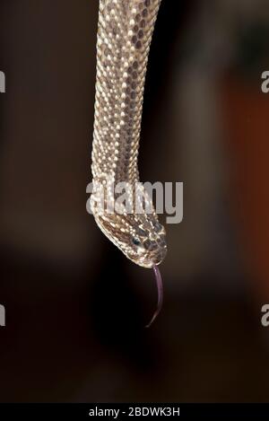 Rattlesnake d'Amérique du Sud, Crotalus durcisse, réserve Ant's Hill, près de Vaalwater, province de Limpopo,Afrique du Sud Banque D'Images