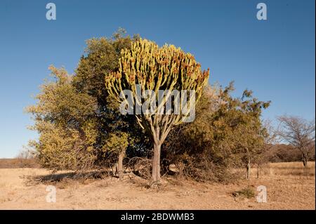 Arbre à lait africain, Euphorbia trigona, Ant's Hill Reserve, près de Vaalwater, province de Limpopo,Afrique du Sud Banque D'Images