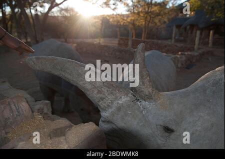 Main touchant la corne des rhinocéros blancs, Ceratotherium simum, au coucher du soleil, Ant's Nest Reserve, près de Vaalwater,Province de Limpopo, Afrique du Sud Banque D'Images