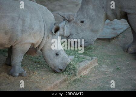 White Rhinoceros, Ceratotherium simum, avec veau en cours d'alimentation, Ant's Nest Reserve, près de Vaalwater, province de Limpopo, Afrique du Sud Banque D'Images