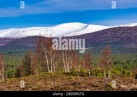 Montagne écossaise Cairn Gorm à Rothiemurchus Cairngorms National Park Highland Ecosse vu du point de vue Tullochgrue avec des boubreux en croissance Banque D'Images