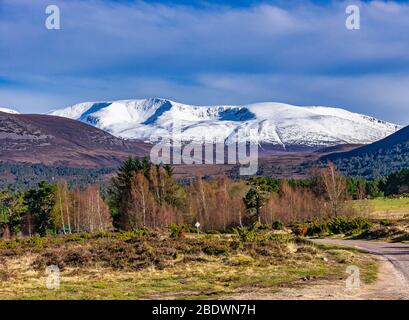 La montagne écossaise Braeriach à Rothiemurchus Cairngorms National Park Highland Ecosse vu du point de vue Tullochgrue avec des boubreux en croissance Banque D'Images