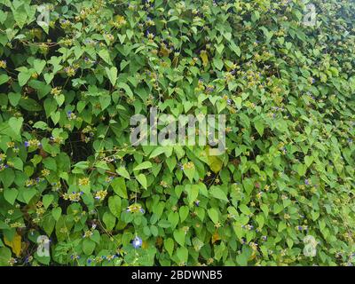 Clitoria ternatea fleurs sur arbre ( Banque D'Images