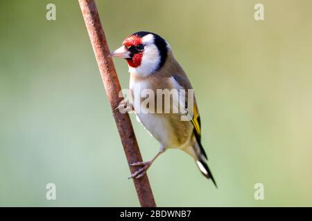 Un Goldfinch (Carduelis carduelis) se perche au soleil par un beau matin dans le Sussex de l'est, Royaume-Uni. Crédit : Ed Brown/Alamy Live News Banque D'Images