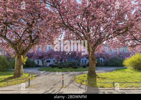 Krefeld - vue sur la floraison des cerisiers au printemps, Rhénanie du Nord-Westphalie, Allemagne, 10.04.2020 Banque D'Images