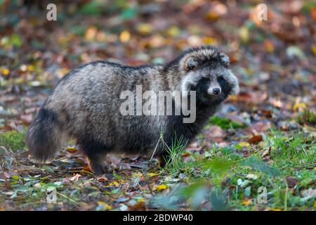 Nyctereutes procyonoides chien viverrin, Banque D'Images