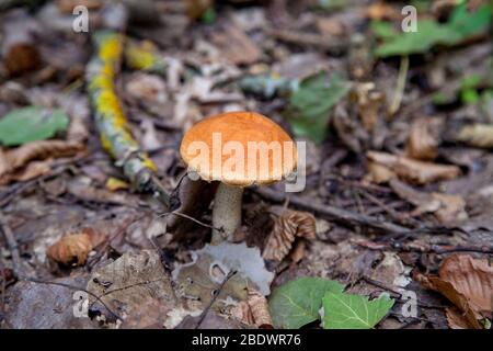 Capuchon orange bolet. Forêt de cultures de champignons comestibles. Un jeune boletus pousse dans la forêt, un champignon avec un bonnet rouge et un blanc sec entre les pieds Banque D'Images