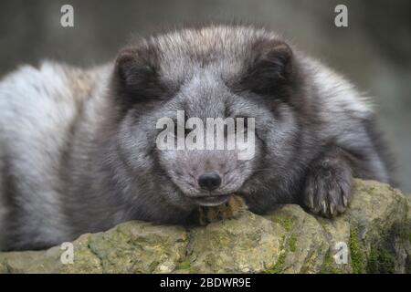 Renard polaire ou renard arctique, Vulpes lagopus, Alopex lagopus Banque D'Images