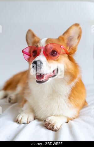 Mignon chien corgi posant dans la mode des lunettes de soleil roses à la maison Banque D'Images