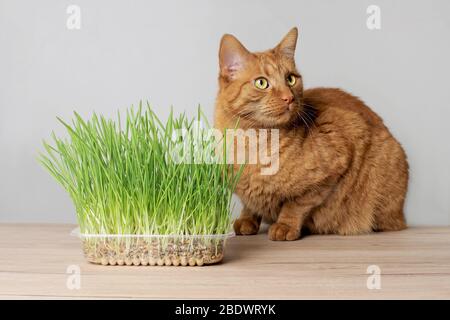 Chat au gingembre mignon assis à côté d'un pot de plantes avec un chat frais. Banque D'Images