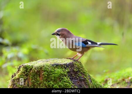 Eurasien Jay, Garrulus glandarius, sur la souche d'arbre Banque D'Images