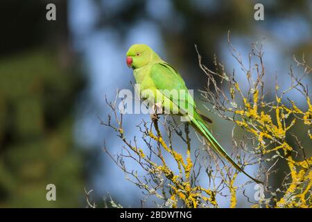 Parakeet à anneau de rose, Psittacula krameri, au printemps Banque D'Images