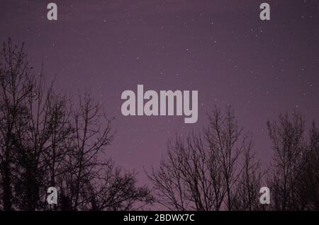 Photo cosmique du ciel nocturne avec arbres, violet et violet Banque D'Images