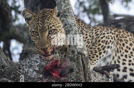 Un léopard (Panthera pardus) a porté un impala mort qu'il a récemment chassé sur un arbre pour continuer à manger en paix. Photographié au P national Serengeti Banque D'Images