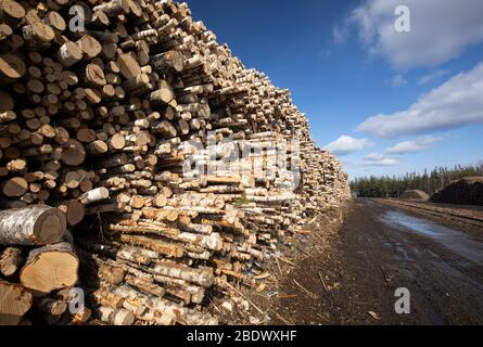 Pile de bois de bouleau longue sur cour de bois Banque D'Images