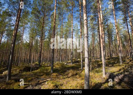 La forêt de pins à fines fines fines ( pinus sylvestris) croît sur un sol rocheux Banque D'Images