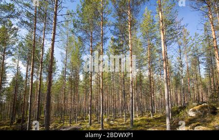 La forêt de pins à fines fines fines ( pinus sylvestris) croît sur un sol rocheux Banque D'Images