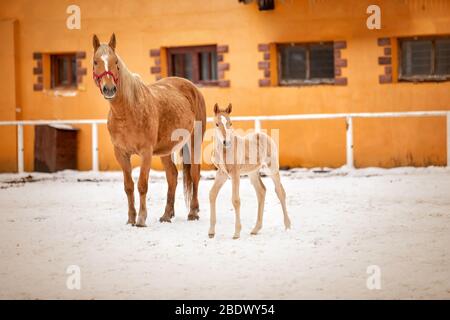 Un joli poulain rouge nouveau-né est debout avec sa maman rouge avec un cheval dans la neige dans un paddock blanc près des murs orange Banque D'Images