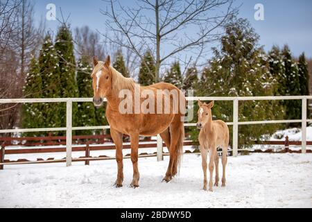 Le joli poulain rouge nouveau-né est debout avec sa mère rouge avec un cheval dans la neige dans le paddock blanc Banque D'Images