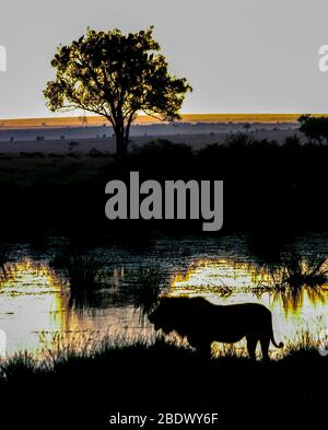 Silhouette d'un lion au coucher du soleil. Photographié au Kenya Banque D'Images