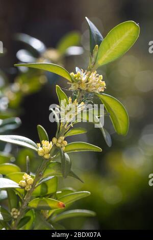 Buchsbaum, Buchs, blühend, Buxus sempervirens, boîte, boîte commune, boîte européenne, boxwood, buis commun, buis toujours vert Banque D'Images