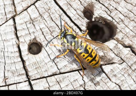 Deutsche Wespe, Königin, Wespe, Wespen, Vespula germanica, Vespa germanica, Paravespula germanica, guêpe allemande, guêpe européenne, reine, guêpe, guêpes, la Banque D'Images