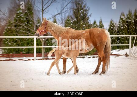 Le joli poulain rouge nouveau-né est debout avec sa mère rouge avec un cheval dans la neige dans le paddock blanc Banque D'Images