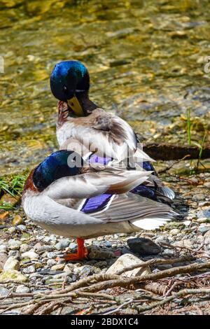 Deux canards colverts sur la rivière Ariège, Ornolac Ussat les bains, Ariège, Pyrénées françaises, France Banque D'Images