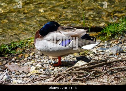 Canard colvert sur la rivière Ariège, Ornolac Ussat les bains, Ariège, Pyrénées françaises, France Banque D'Images