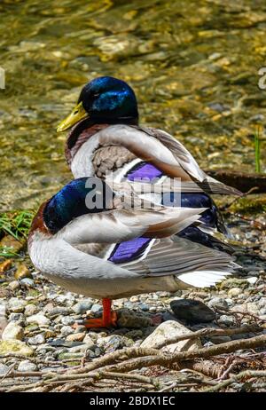 Deux canards colverts sur la rivière Ariège, Ornolac Ussat les bains, Ariège, Pyrénées françaises, France Banque D'Images