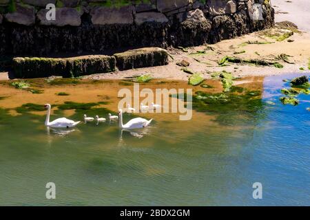 famille swan deux adultes et six poussins nagent avec joie et grâce à travers l'estuaire, une journée ensoleillée Banque D'Images