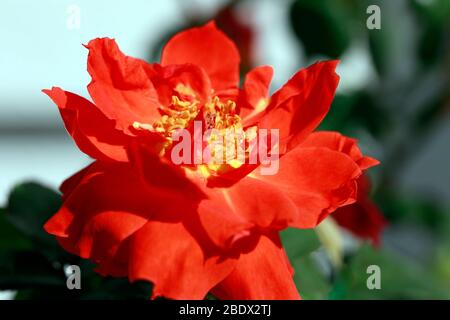 Portulaca vygie (Portulaca grandiflora) également connu sous le nom de Purslane, Moss Rose , croissant en conteneur. Banque D'Images