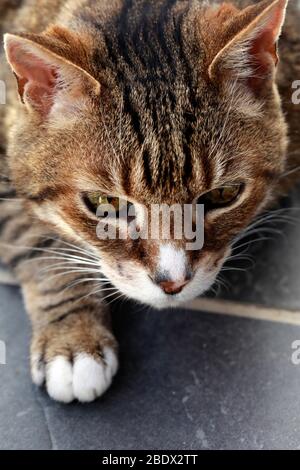 Chat allongé sur des tuiles d'ardoise sur le patio. Banque D'Images