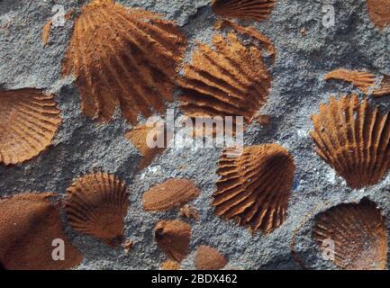 Coquillages fossiles Banque D'Images