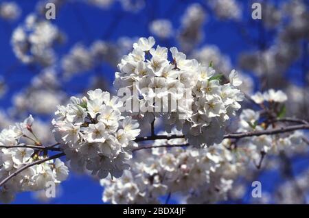 Fleurs de cerisier Banque D'Images