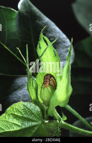 Ver à bollworm de coton Banque D'Images