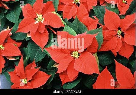 Variétés de poinsettia Banque D'Images