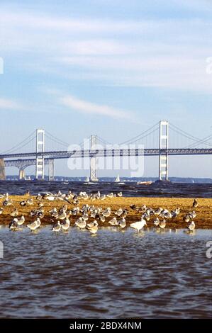 La baie de Chesapeake Banque D'Images
